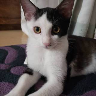 可愛い、白黒子猫、家族募集中です！