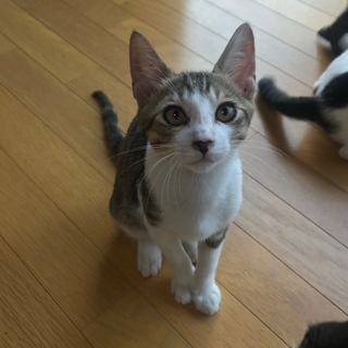 多頭崩壊現場の子猫を保護。幸せにしてあげて下さい