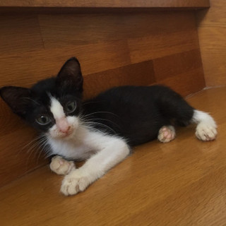 おだやかな ハチワレ坊や すおうくん
