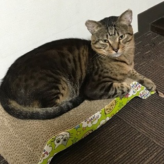 へそ天で繰らせるお家探していますけど