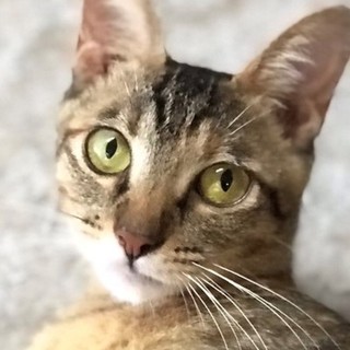 人が大好き　チビちゃん　推定7ヵ月