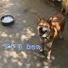 アトリ kun  ⭐️ 柴犬MIX  サムネイル2