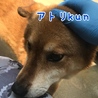 アトリ kun  ⭐️ 柴犬MIX  サムネイル3