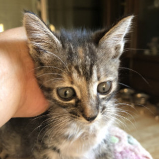 小さな キジトラ コロンちゃん