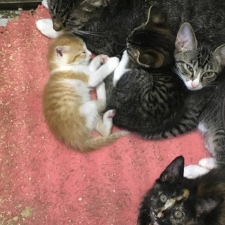 ママ猫ではない猫に甘える  小さな子猫！動画あり