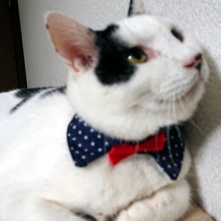 大型猫ファン必見！存在感抜群のこんぶ副社長