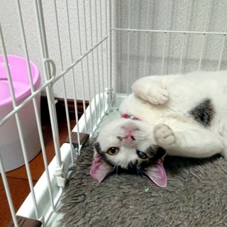 人馴れ抜群！ふっくらボディの美猫★バイトちゃん