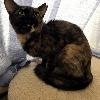 サビ猫マニア必見！美しき軟体猫ヒナ姫さま