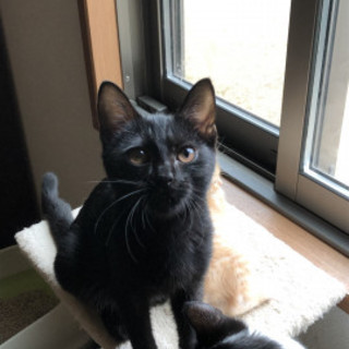 フレンドリーな黒猫ジュリちゃん