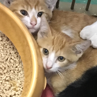 同地区から収容された茶白子猫たち