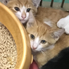 同地区から収容された茶白子猫たち
