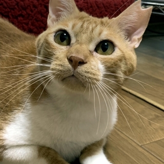 人馴れ抜群！爪切り・シャンプーもお利口さん❤デカ丸
