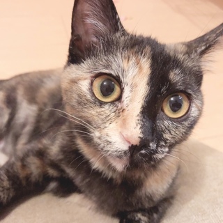 サビ猫の女の子