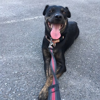 一生大切に飼って頂けるお家を探しています