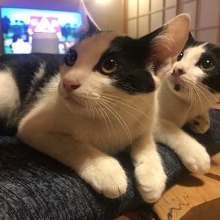 黒猫母さん母性愛いっぱい育てた子猫の里親さん募集中