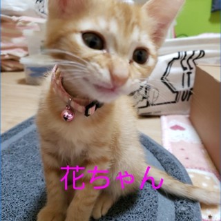 【急募】子猫の里親募集