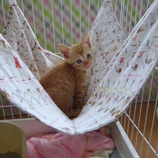 捨てられたちびっこ　生後1ヵ月