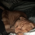 取り下げ！猫ちゃんを助けてください