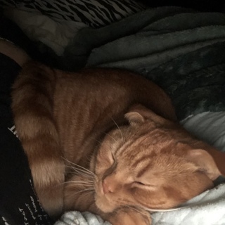 猫ちゃんを助けてください