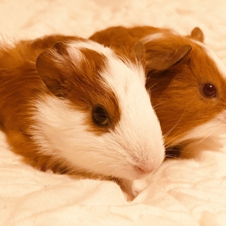 モルモットの双子の赤ちゃん（8/24生まれ！）