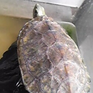 有難うございました。