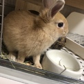 生後3ヶ月のネザーランドドワーフちゃんです