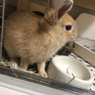 生後3ヶ月のネザーランドドワーフちゃんです