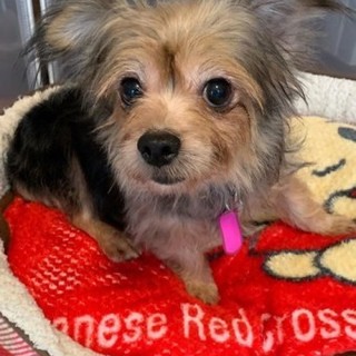 ヨーキー&チワワMIXのチヨちゃん