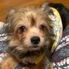 ヨーキー&チワワMIXのチヨちゃん サムネイル2