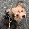 ヨーキー&チワワMIXのチヨちゃん サムネイル4