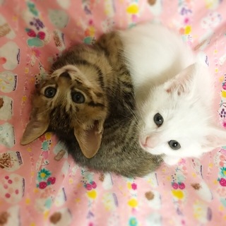 懐っこいキュートな姉妹