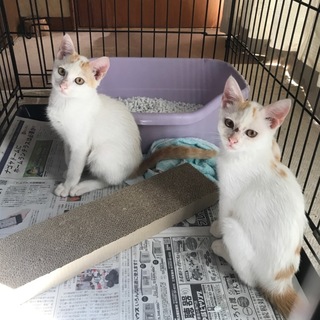 生後４ヶ月の子猫の里親さんを募集しています！