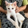 生後４ヶ月の子猫の里親さんを募集しています！ サムネイル2