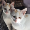 生後４ヶ月の子猫の里親さんを募集しています！ サムネイル4