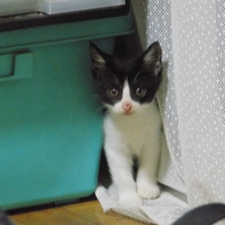 ハチワレちゃんの里親様を募集してます！