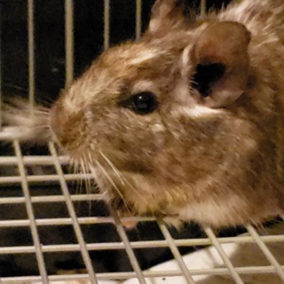 保護デグー♂ちょいパイド