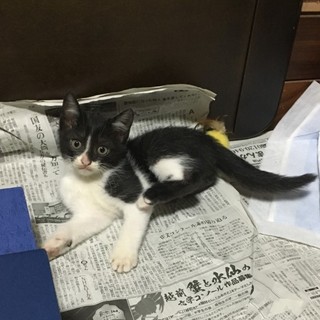 白黒猫ちゃんの里親様を募集してます！