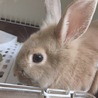 きなこうさうさ