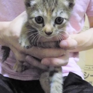 キジトラちゃんの里親様を募集してます！