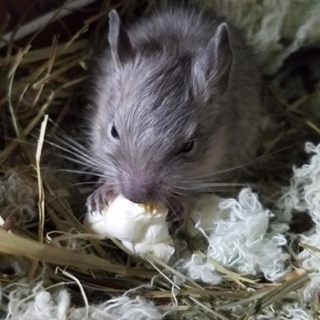 ブルーデグー♂1♀1 里親募集中☆