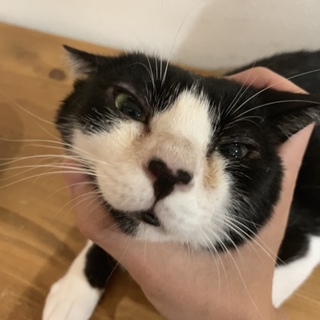白黒 テレビにも出たことのある膝のり猫ちゃん