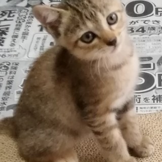 キジトラちゃんの里親様を募集してます！
