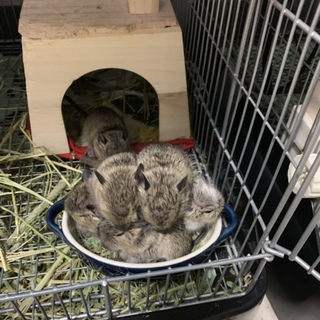 募集停止　8/22生まれのデグー（アグーチ）♂3匹