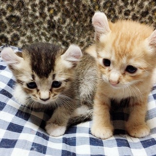 お耳カール♀　生後1ヶ月