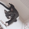 人も犬も猫も大好きなタビちゃん