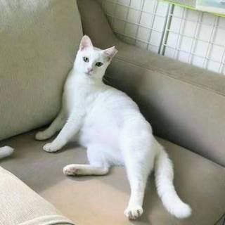 【プル】真っ白イケにゃんくん！