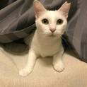 【メリア】真っ白い美猫ちゃん！