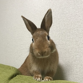 ネザー♂ 元気な3歳です！