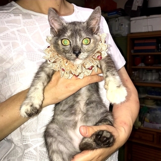 キュート&フレンドリー～人も猫も大好き～小梅～