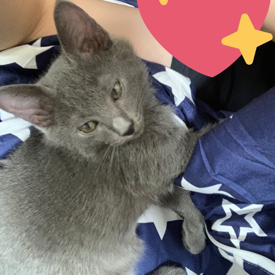 つみれのカバー写真